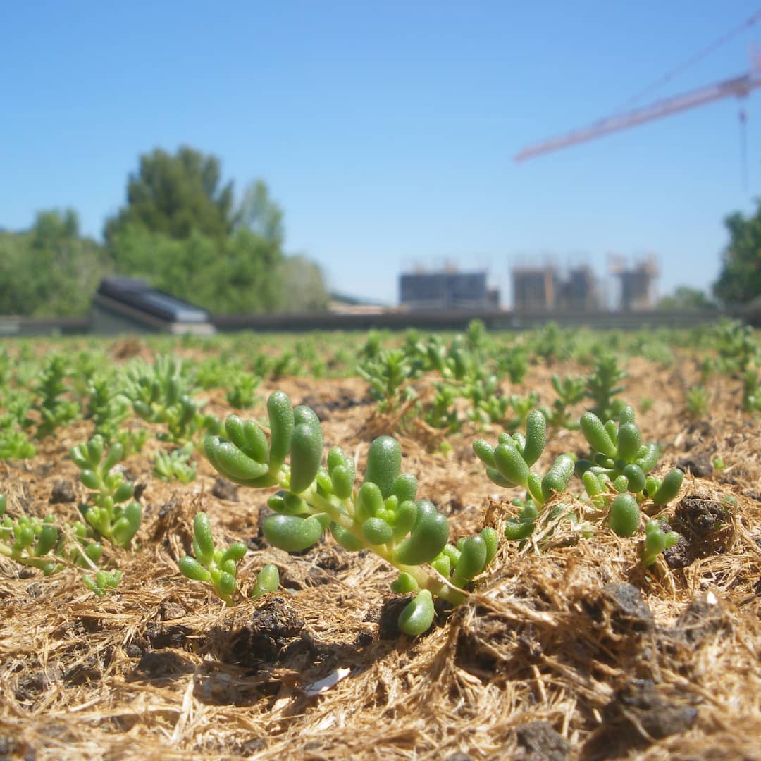 Euro-Tec Hydromulching : Implanter des vivaces par bouturage